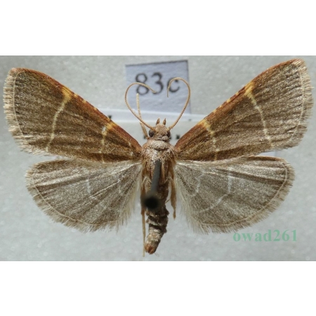 Hypsopygia glaucinalis (Linnaeus, 1758) Czech83c